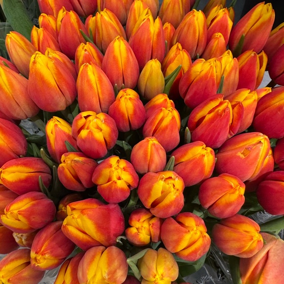 Meet your Posher, Isabella - Picture 1 of 1